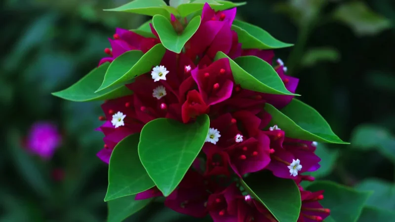 Canon Magenta